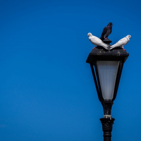 שלוש ציפורים - סדנת קול לנשים