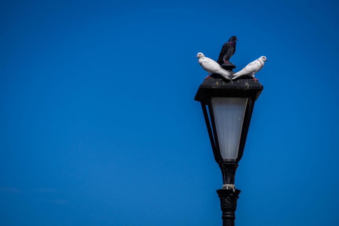 שלוש ציפורים - סדנת קול לנשים