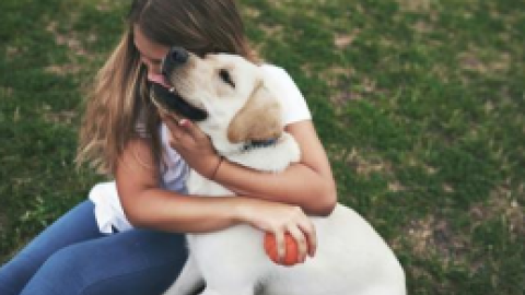 טיפול בכלבים (2).png