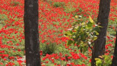 דרום אדום -2- 2008.JPG