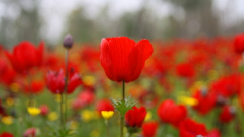 14-2-2012  צילום בביאן רפי (15).JPG